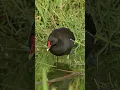 Download Lagu Suara Burung PELAN   Mandar Batu Gallinula chloropus #shorts #birds #birdcall #birdsong #birdsound