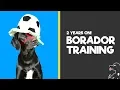 Borador Puppy Training 2 Years on