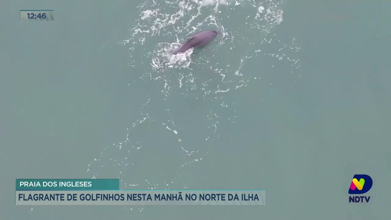 Golfinhos são flagrados em praia da Ilha de SC na manhã deste sábado