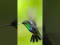 Download Lagu Kolibries zijn de enige vogels die achteruit kunnen vliegen. #vogel #kolibrie #natuurpbs #dieren