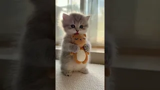 Sad Eyed Kitten Trying To Tell You Something So Emotional And Pure 