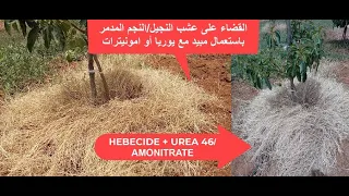 القضاء على عشب النجيل المدمر باستعمال مبيد مع يوريا أو أمونيترات                             دندنها