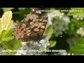 Download Lagu JANGANLAH JANGAN ~ KOES PLUS~ORIGINAL~ LAGU KENANGAN