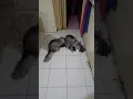 Kucing kawin 1 vs 3