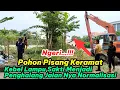 Download Lagu Alat Berat Tak Berkutik! Pohon Pisang Keramat Ini Tak Bisa Ditebang