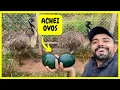 Download Lagu Procurando Ovos de Emu Australiano - Colocando para Chocar e Cuidando dos Animais na Roça |Gutejando