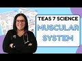 2025 ATI TEAS 7 Science Anatomy and Physiology Muscular System with Nurse Cheung
