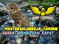 Masteran GEREJA TARUNG, Suara Jernih dan Rapat