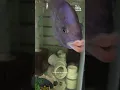 Crazy Fish Has Human-Like Lips