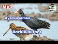 Download Lagu Suara pikat burung sawah Ayam-ayaman campur Duo Berkik