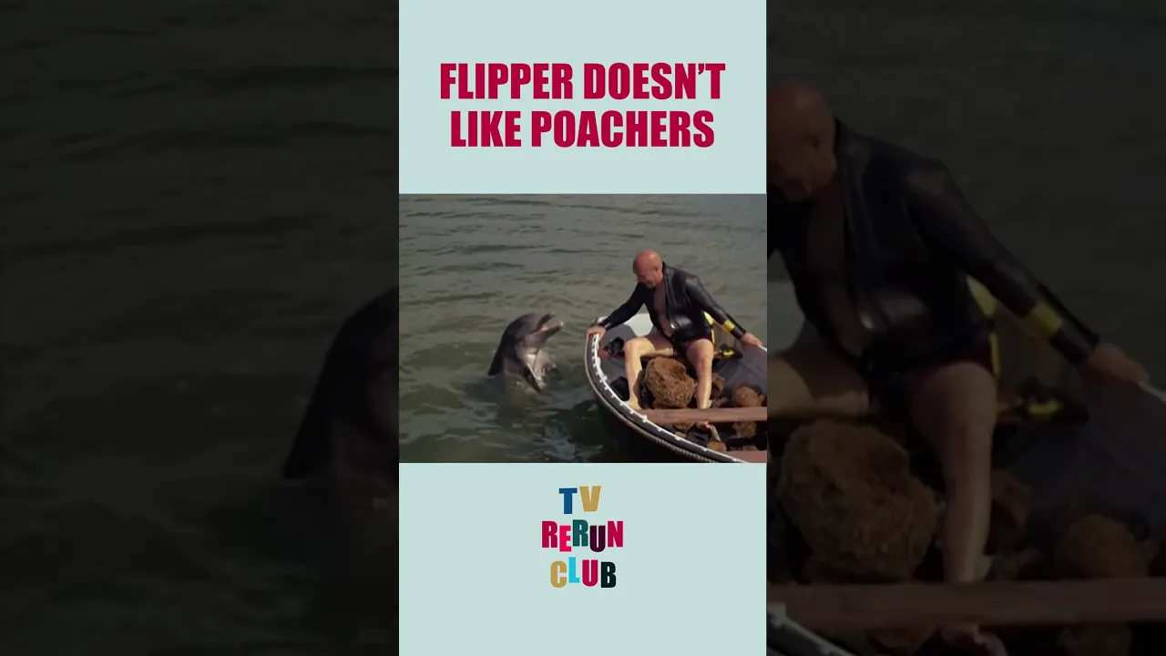 Flipper capsizes a boat! ???? #TVRerunClub #Flipper #Adventure