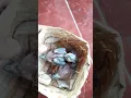 Download Lagu anakan pelatuk bawang satu pasang masih kecil