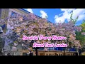 Download Lagu Beautiful Cherry Blossom Round East London #viralvideo #foryou #vlog #mustwatch #youtubeviral