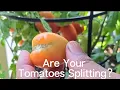 Reasons Your Tomatoes Are Splitting