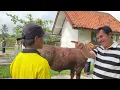 Download Lagu SAPI JUMBO DI BORONG PAK HAJI SEMUA || PASAR SAPI GRABAG MAGELANG