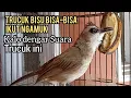 Download Lagu Suara trucukan gacor Cuk cuk Keras NGEROL seperti ini KESUKAAN trucuk BISU bisa bisa ikut NGAMUK