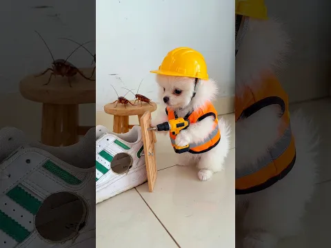 Lulu tentou fazer uma casa para baratas 🪳😱 👟