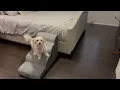 Gardner Dog Stairs 4-Step Non-Slip Pet Steps for Bed