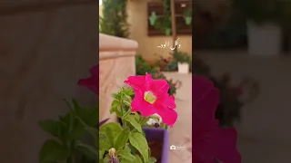 صباح الخير حالات واتس 