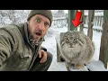 Lagu I Found a Wild Pallas’s Cat in the Trash — What Happened Next Changed Everything#animalrescue #manul