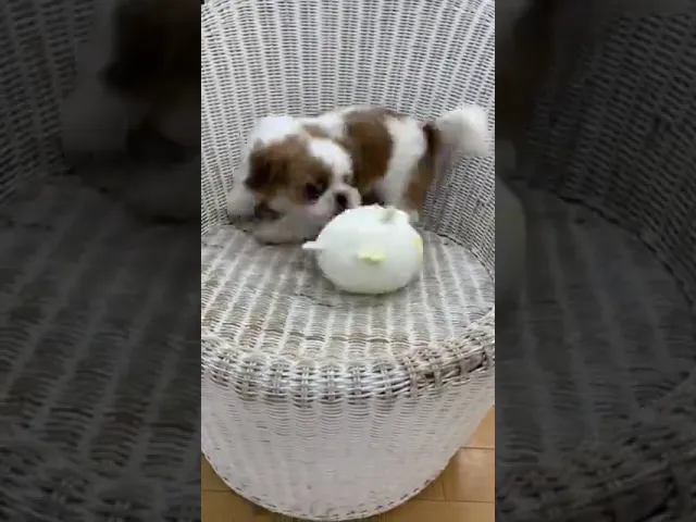動画