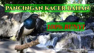 Download Terapi kacer bahan agar cepat gacor, plus terapi air mengalir MP3