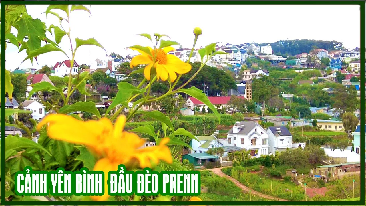 Đà Lạt: Cảnh yên bình con đường hoa dã quỳ, nhiều quán cà phê đẹp, biệt thự đèo Prenn ít ai dám ở