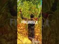 Download Lagu Chester - Fyalungula ( Official Audio)