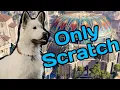 Can Scratch Beat Baldur s Gate 3 FULL MOVIE
