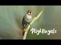 Download Lagu SUARA INDAH SIKATAN LONDO GACOR  DI ALAM LIAR | NIGHTINGALE BIRD  #birds #sikatanlondo #nightingale