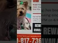 GIGI MISSING YORKIE LEMOORE CA 23