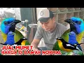 Lagu BURUNG IMPORT KUALITAS IMPORT HARGA LOKAL