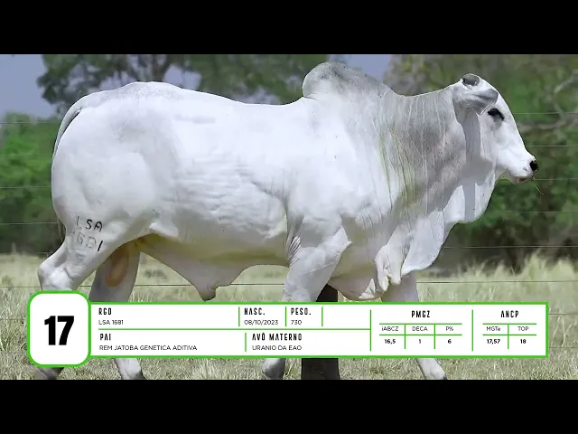 Touro Nelore LSA - 1681