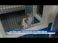 Over 60 pets lost across Hawaii due to the fireworks on New Year s Day