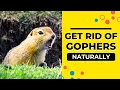 How to Get Rid of Gophers in the Back Yard Naturally