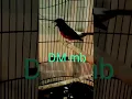 Download Lagu MURAI BATU ROLL TEMBAK, burung anda yakin emosi,#shorts#muraibatu