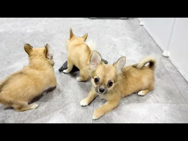 動画