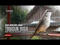 Lagu Suara Burung TRUCUKAN gacor TARUNG ROPEL PANJANG pancingan trucukan agar JADI trucuk gacor EMOSI
