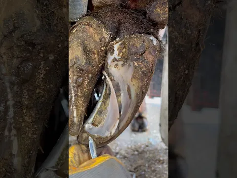 She has two soles on one claw….