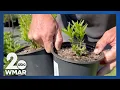 Rooted in Maryland the push to plant native this Spring