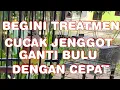 Download Lagu Cucak Jenggot Mabung Total