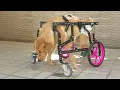 Download Lagu From the euthanasia chair to the most famous dog in history, her Dad left her crying alone