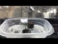 Multi strain grow from attitude seed bank