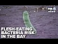 Officials warn of flesh-eating bacteria risk in Chesapeake Bay as water temperatures rise