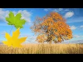 Autumn Is Here