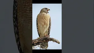 Hawk Screeching Sound Effect 