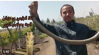اصطياد ثعبان كبرى مصريه ضخمه مع ابراهيم كوبرا دندنها