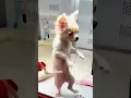 Lagu Pingli Sadi Dance #youtubeshorts #viral #trendingshorts #dog #cutedoglovers #pets #2025 #cat #cute