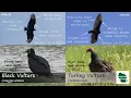 ID Tips Black Vulture vs Turkey Vulture