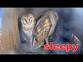 Growth Owl Chicks Starting to Look Like Adults
